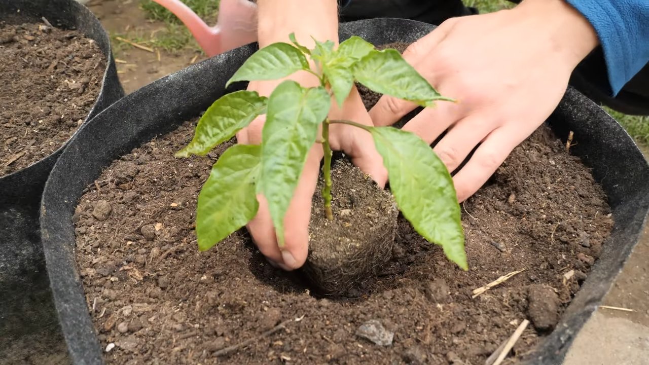 Grow habaneros in pots