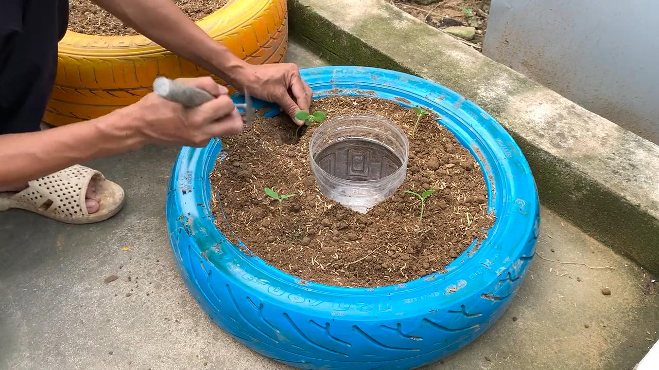 Backyard Melon Growing Easy Way