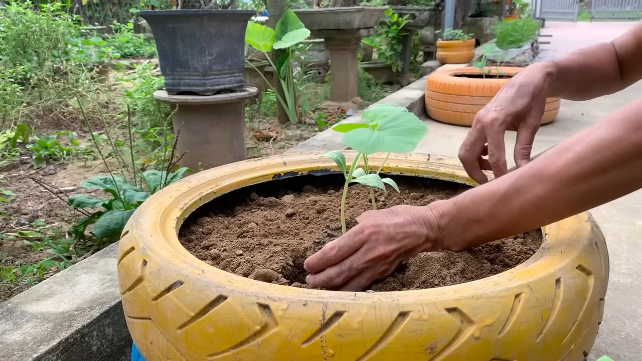 Grow Giant Pumpkins Tires