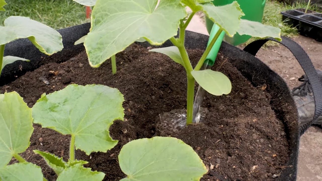 Grow Lemon Cucumbers