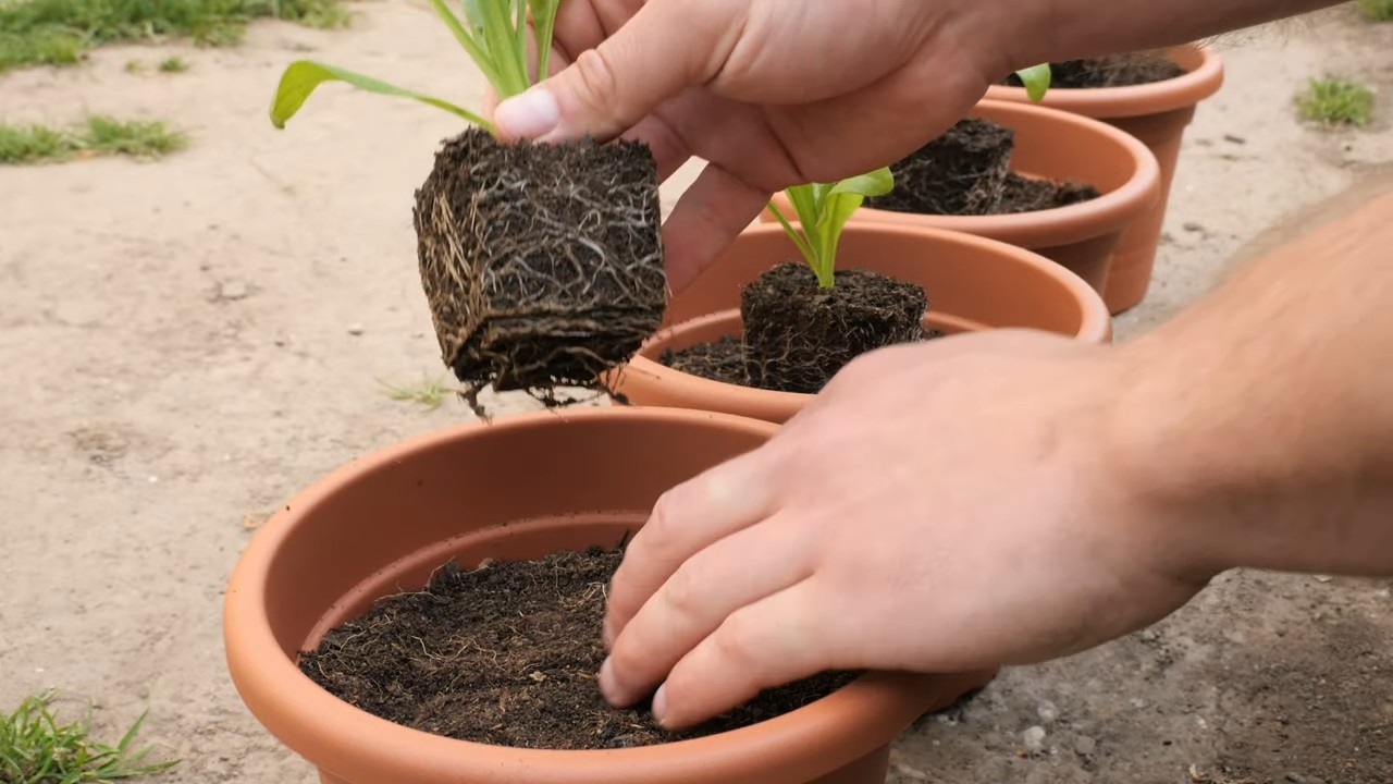 Grow Calendula From Seed