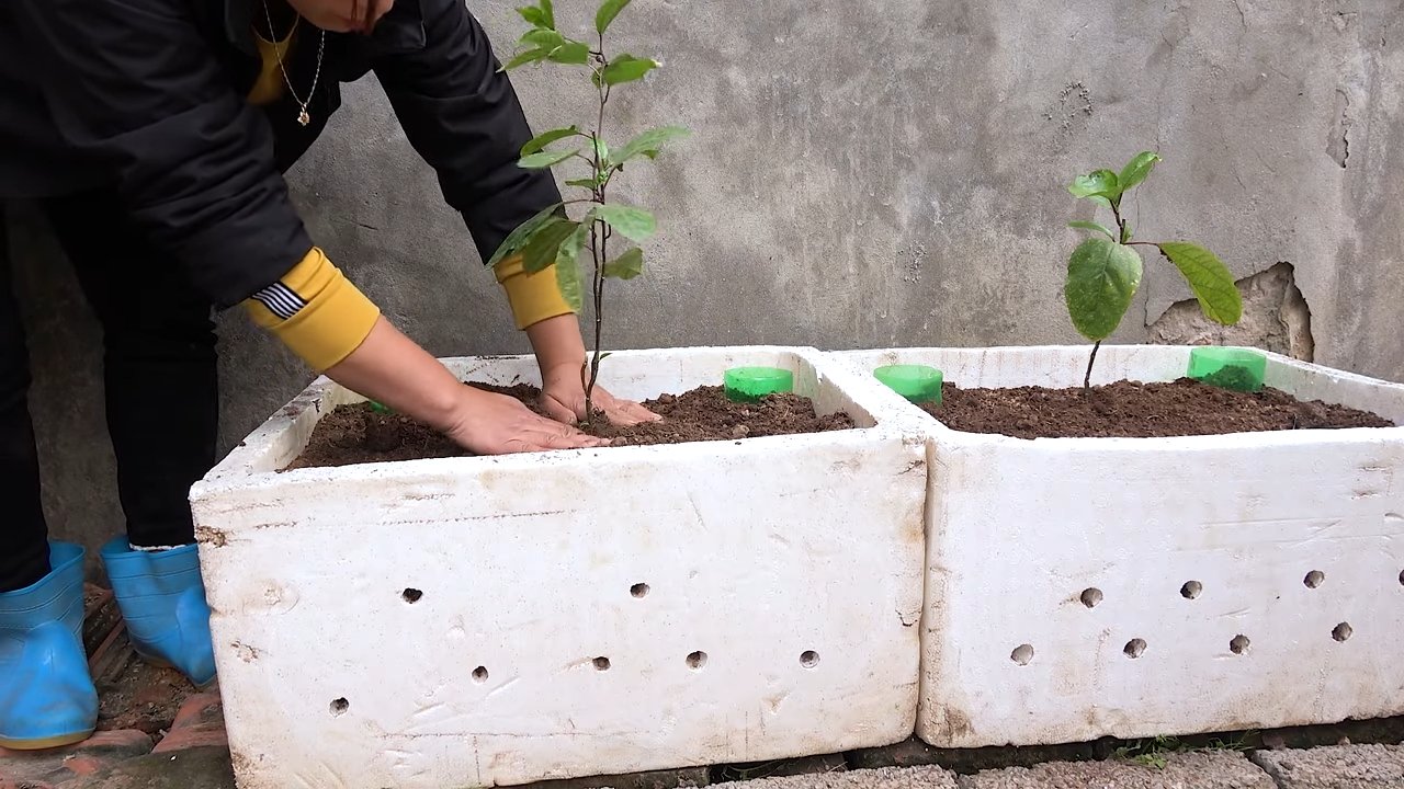 Grow Passion Fruit Terrace