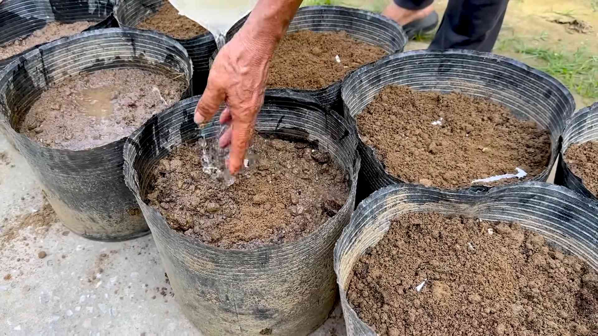 Growing Yardlong Beans