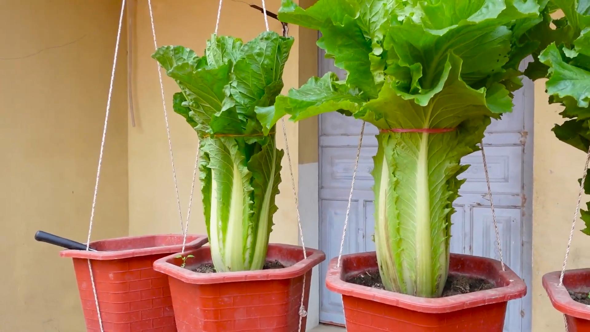 Regrow Lettuce Indoors