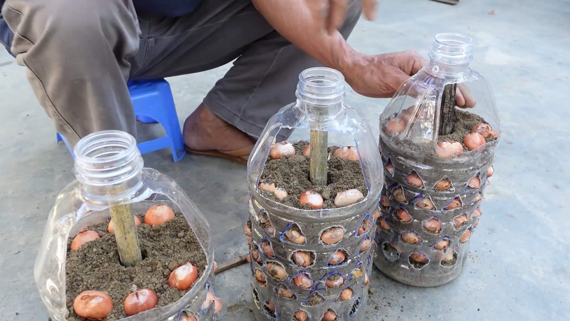 Regrow Onions From Scraps