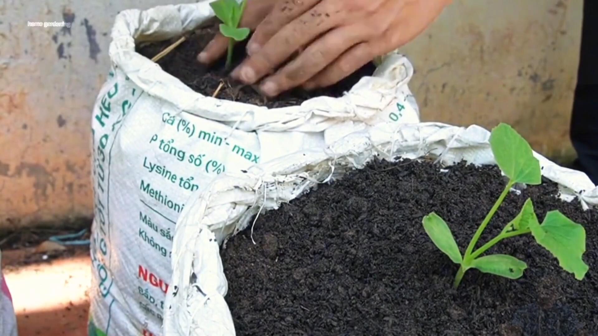 Growing watermelons in bags