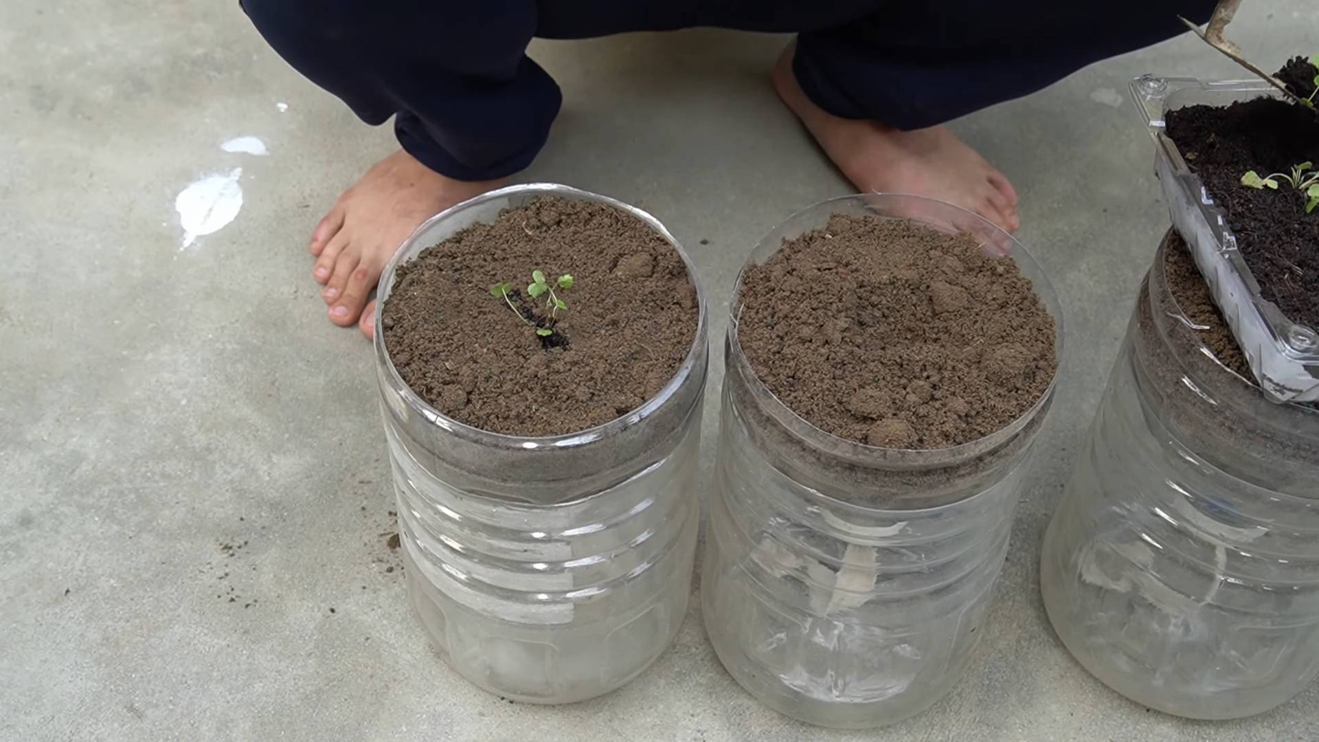 Container strawberry growing