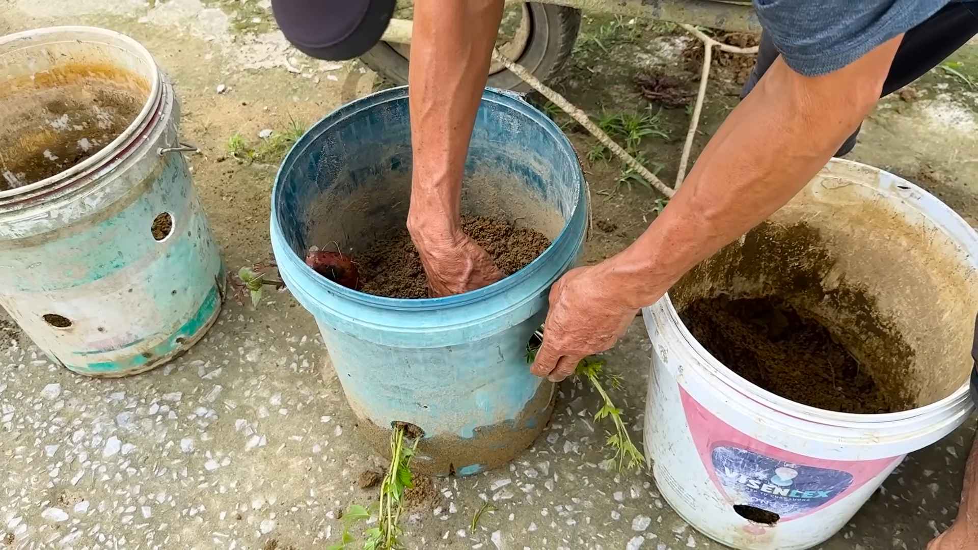 Sweet Potato Yield Booster