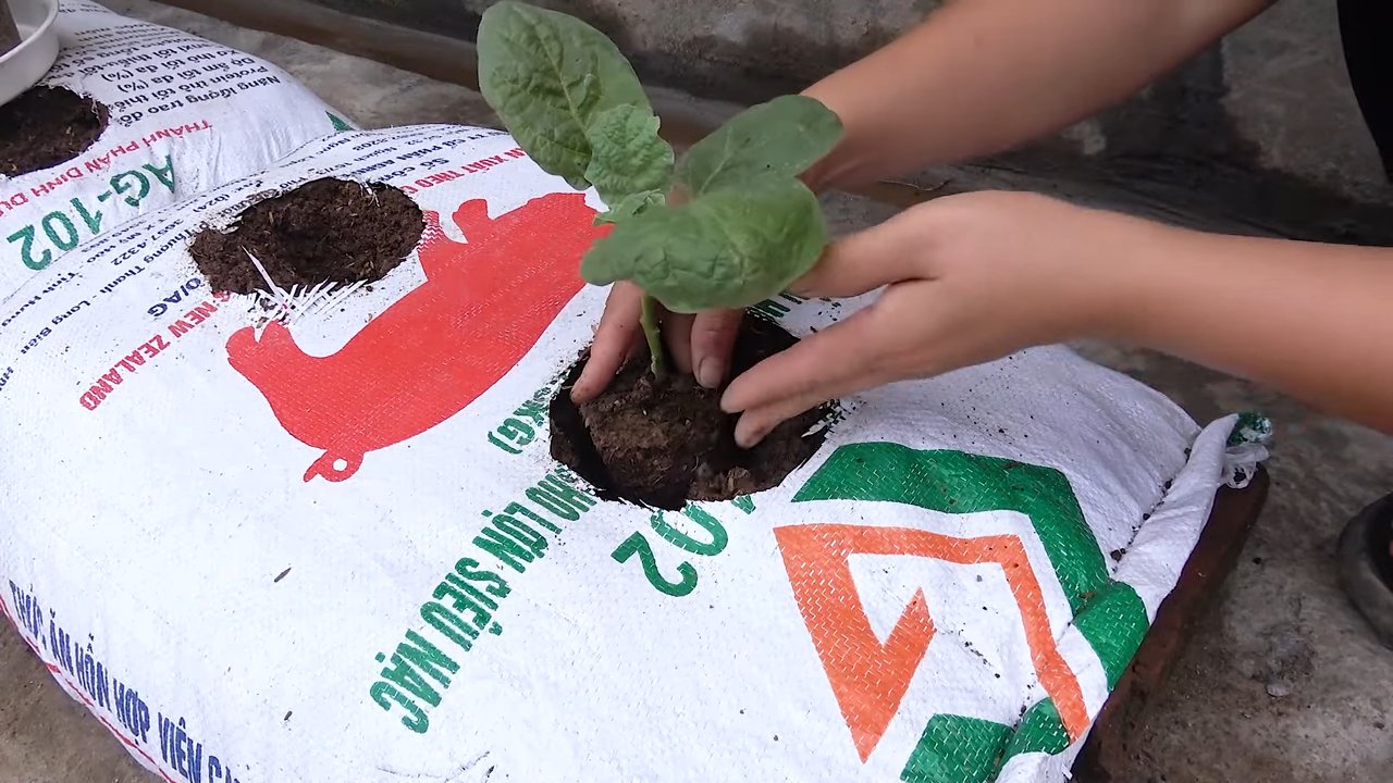 Easy Eggplant Growing Setup