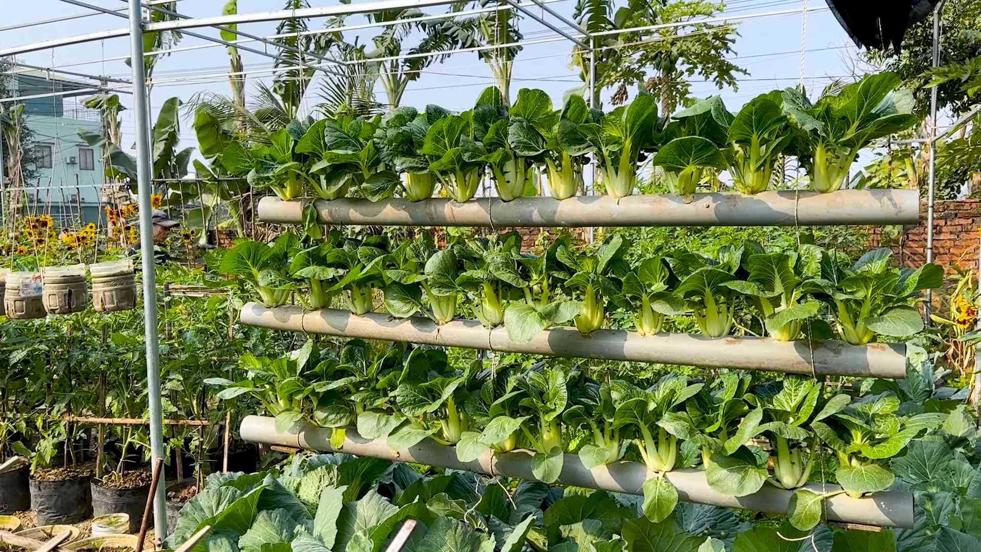 Harvest Bok Choy at Home