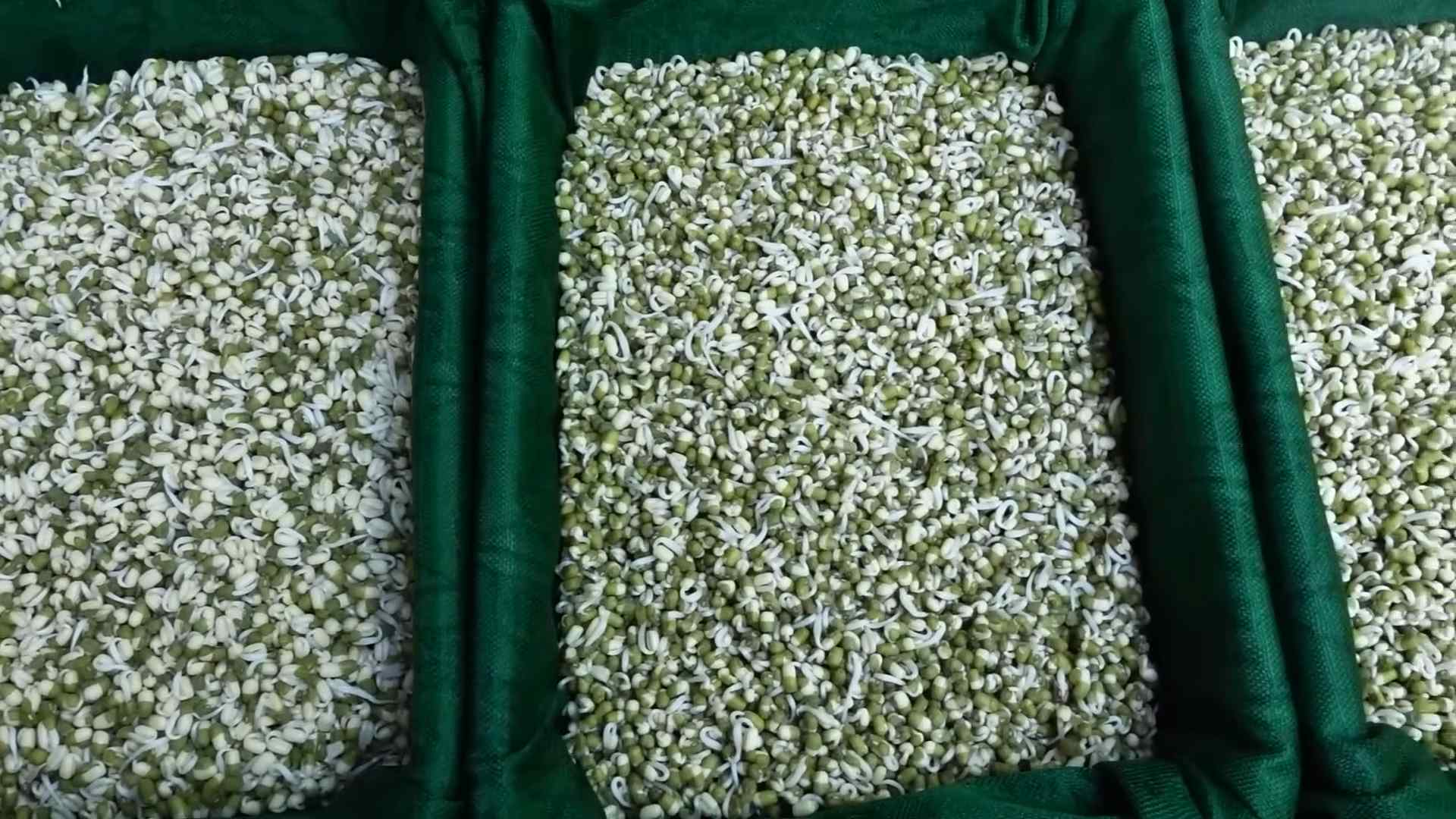 Bean Sprouts Kitchen Staple
