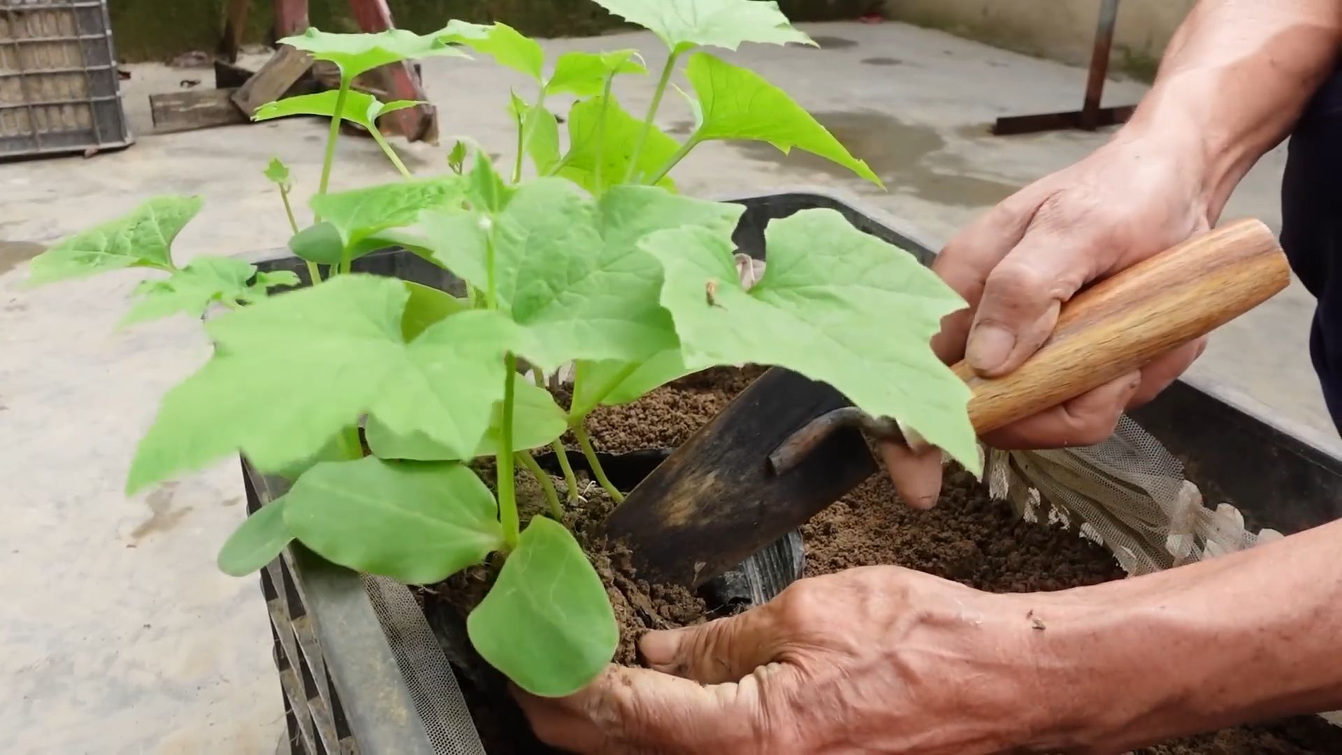 Angled Luffa Growing Tips