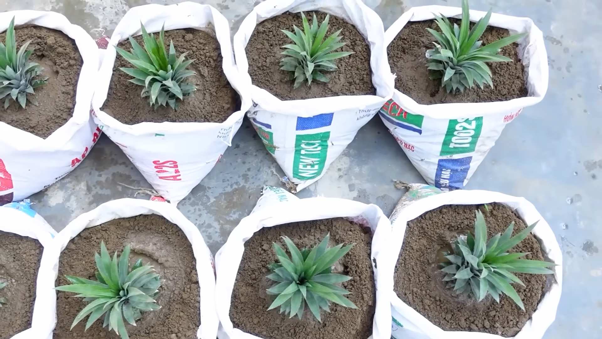 Growing Pineapples at Home