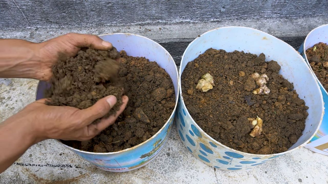 Growing ginger in containers