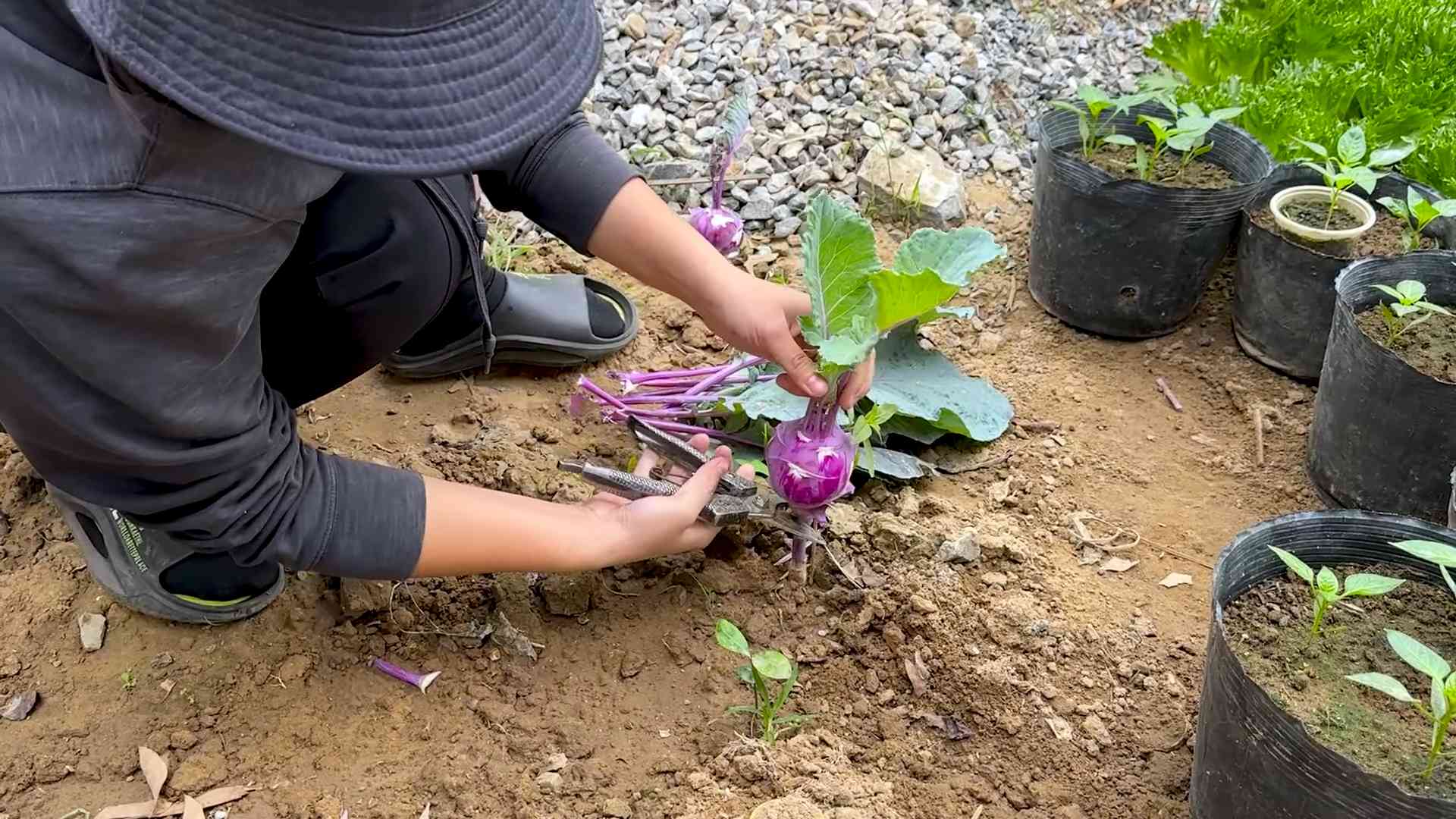 Growing Kohlrabi Easily