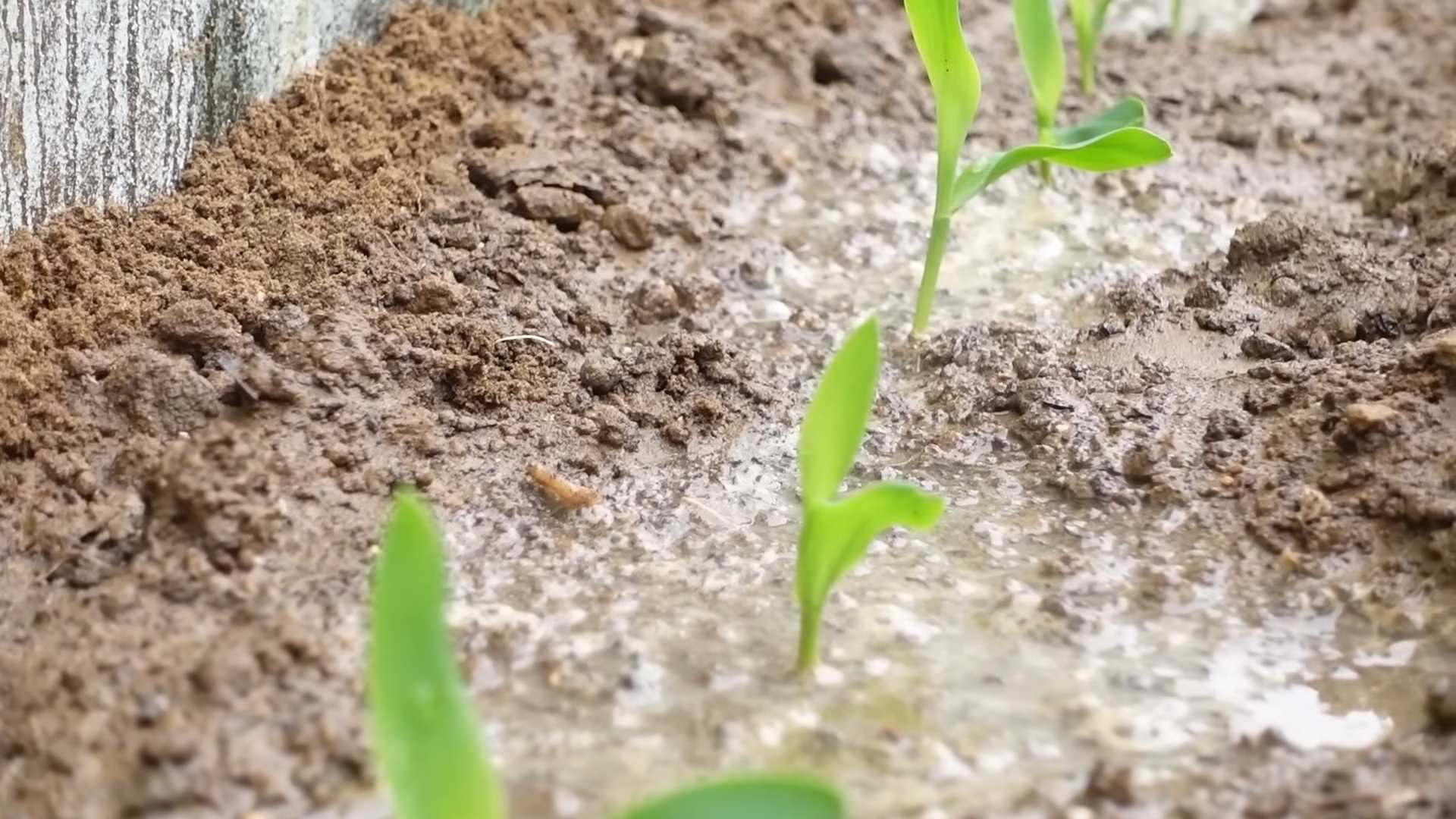 Concrete yard corn