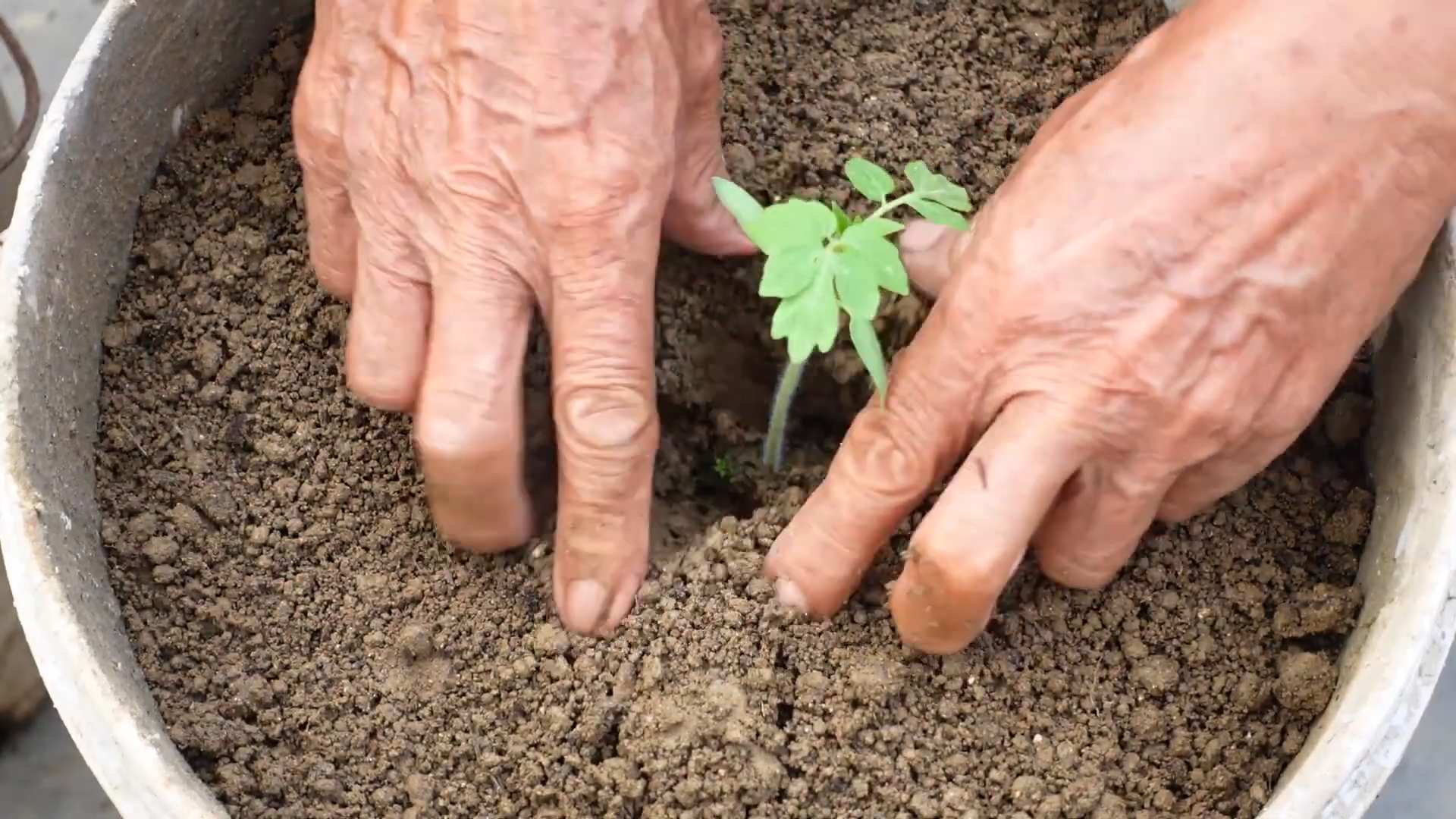 Maximize Tomato Production