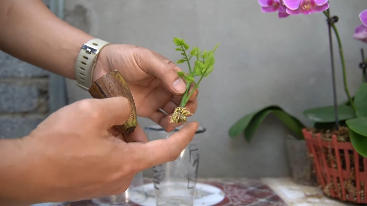 Tomato propagation tips