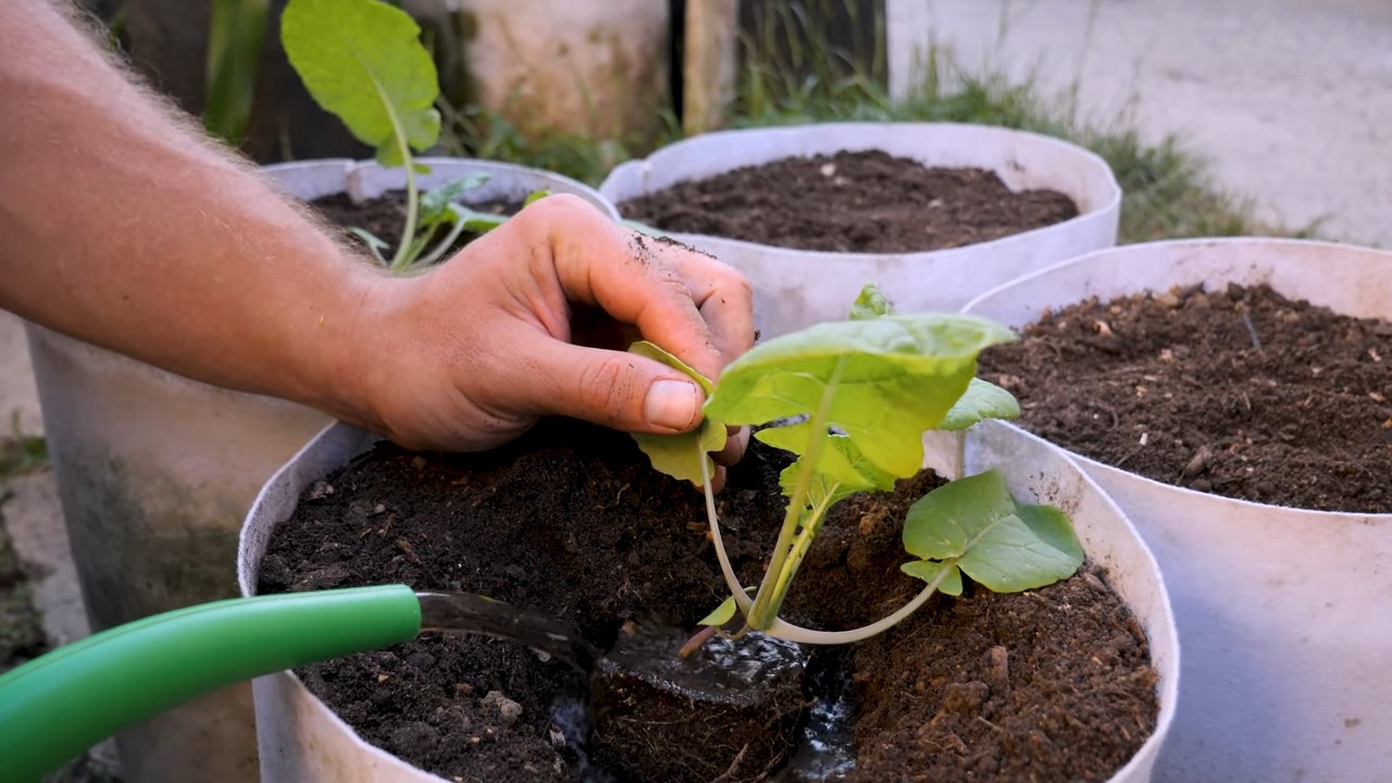 Growing Rutabaga in Raised Beds
