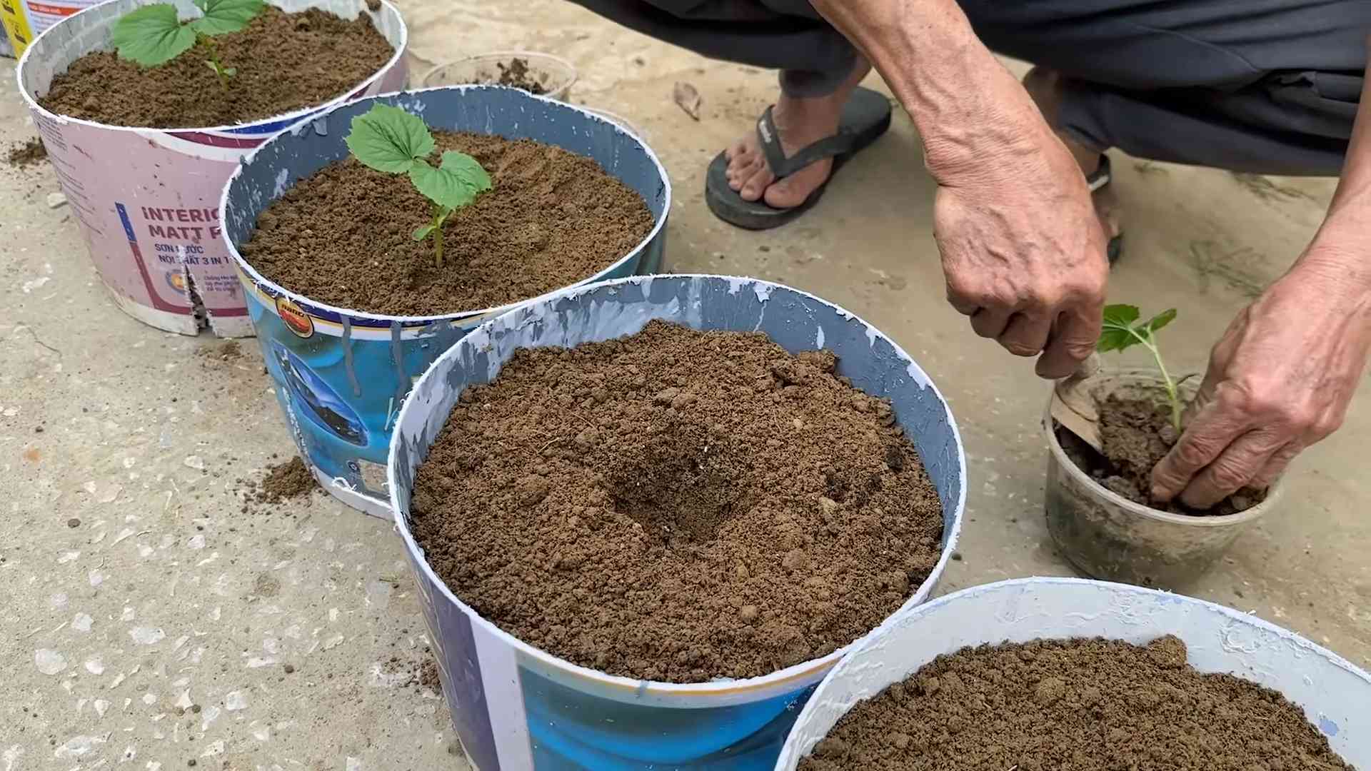 Bitter Gourd Growing Tips