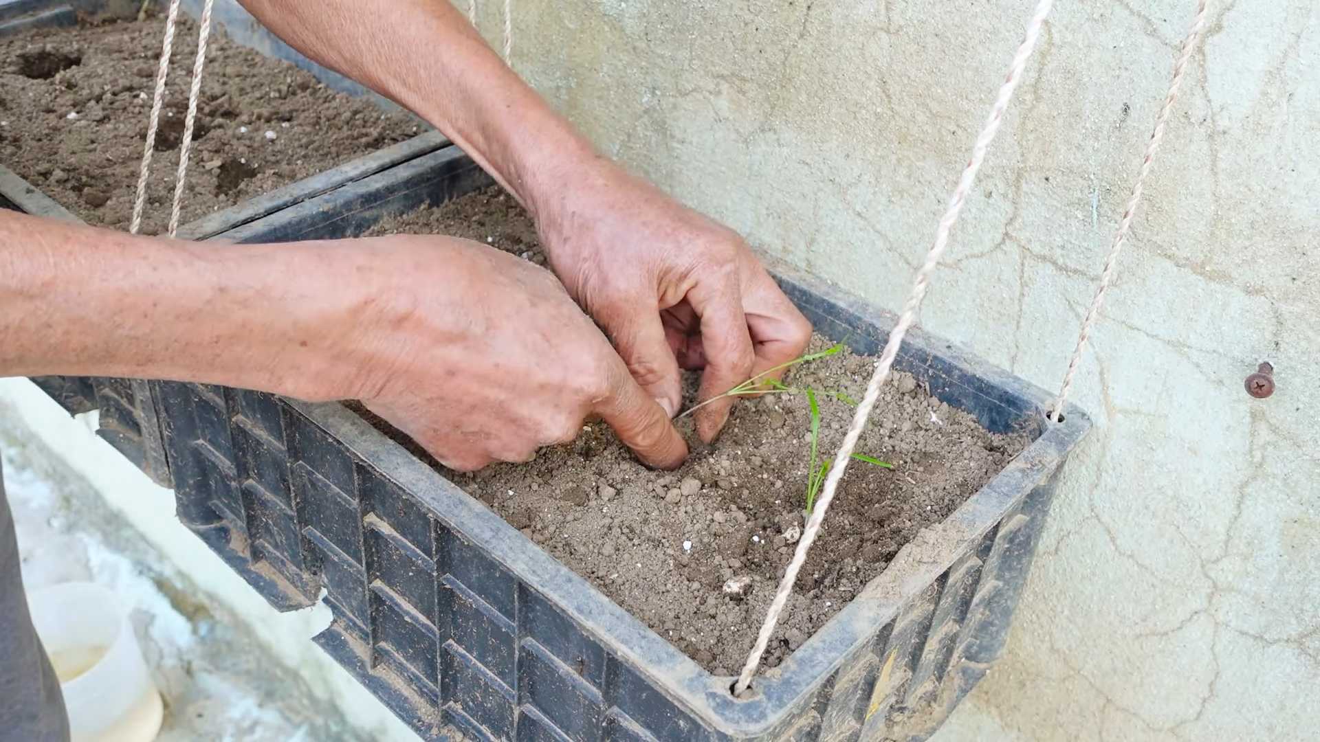 Grow Dill at Home