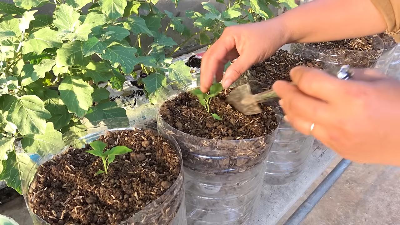 Chili bottle gardening tips
