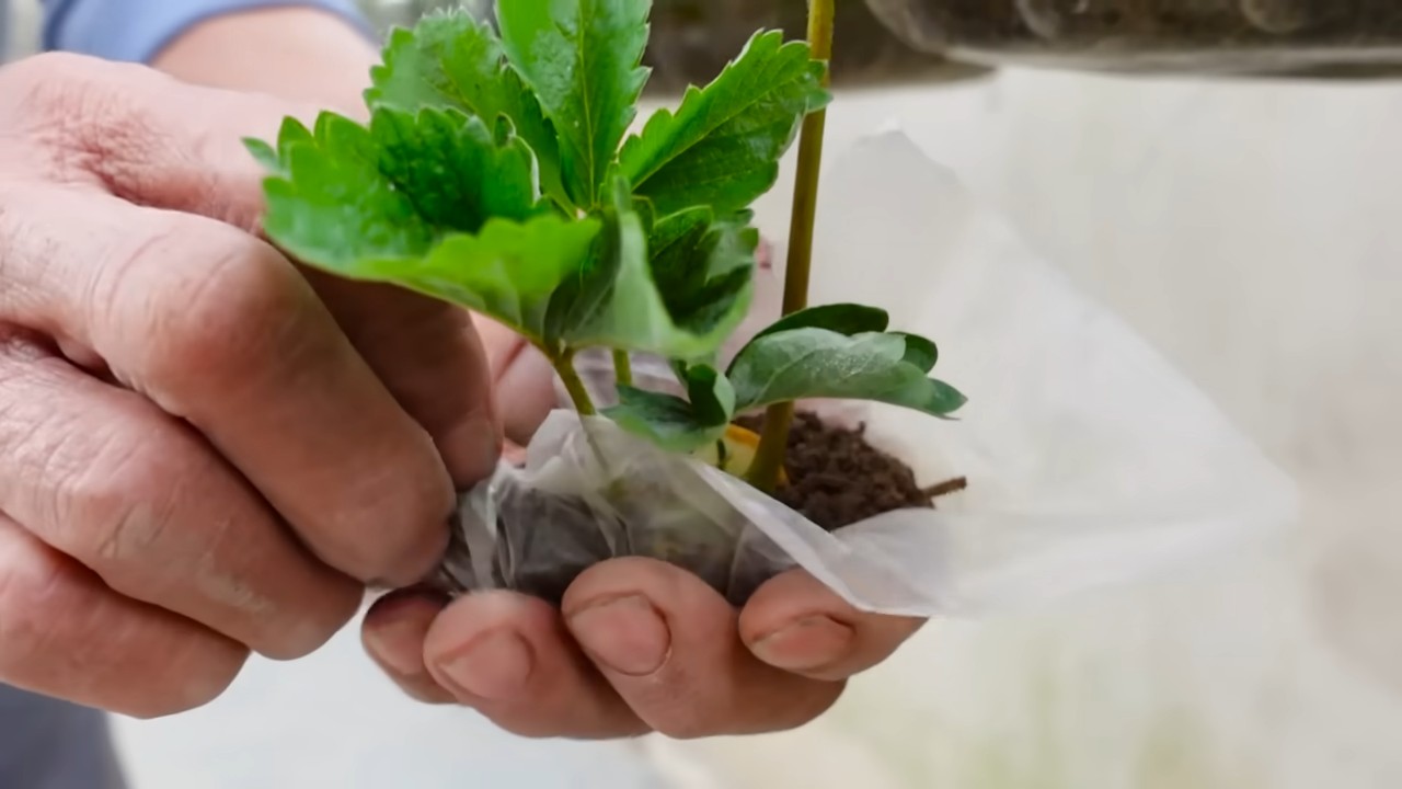 Indoor Strawberry Planting
