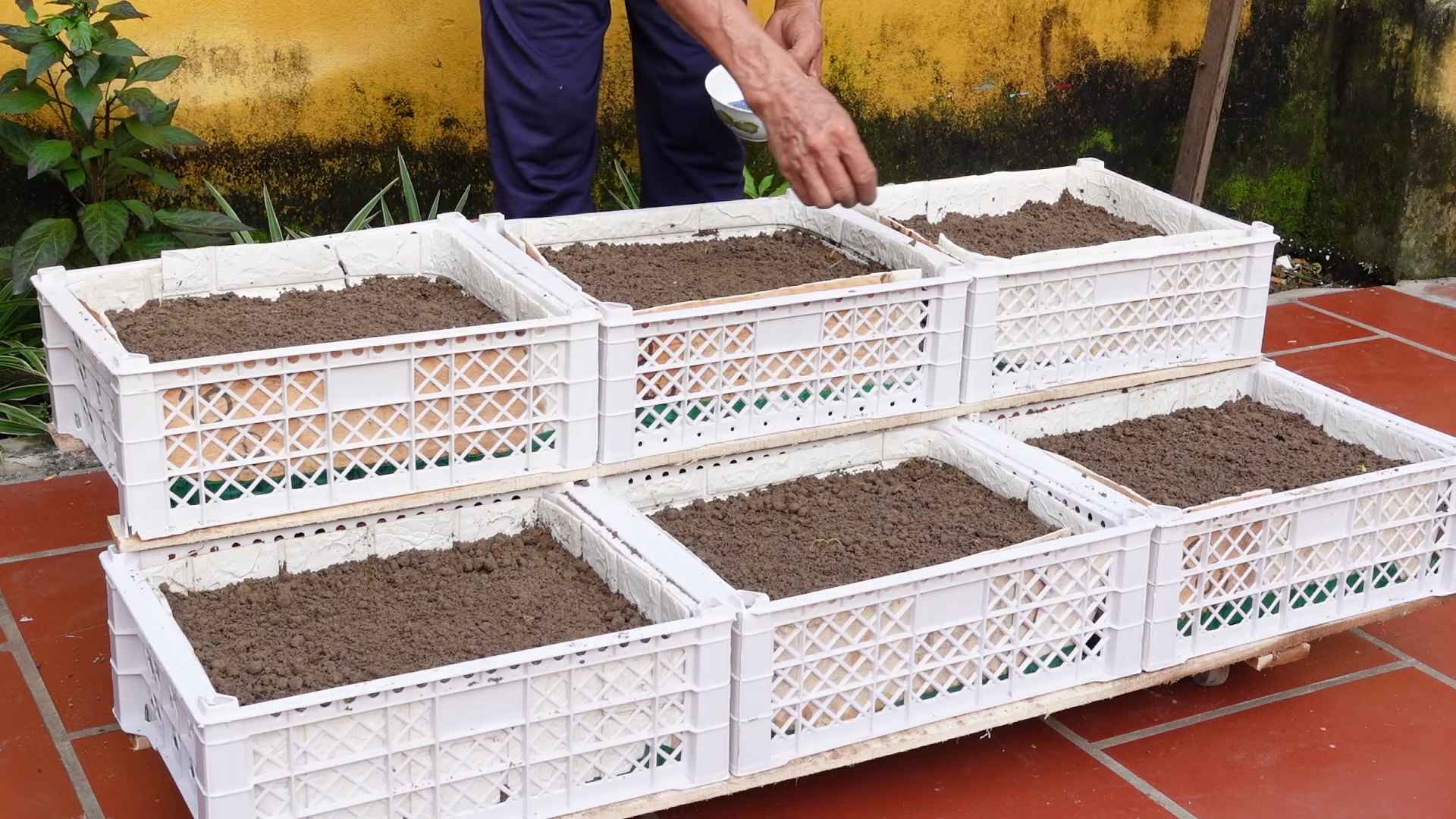 No Garden Vegetable Growing