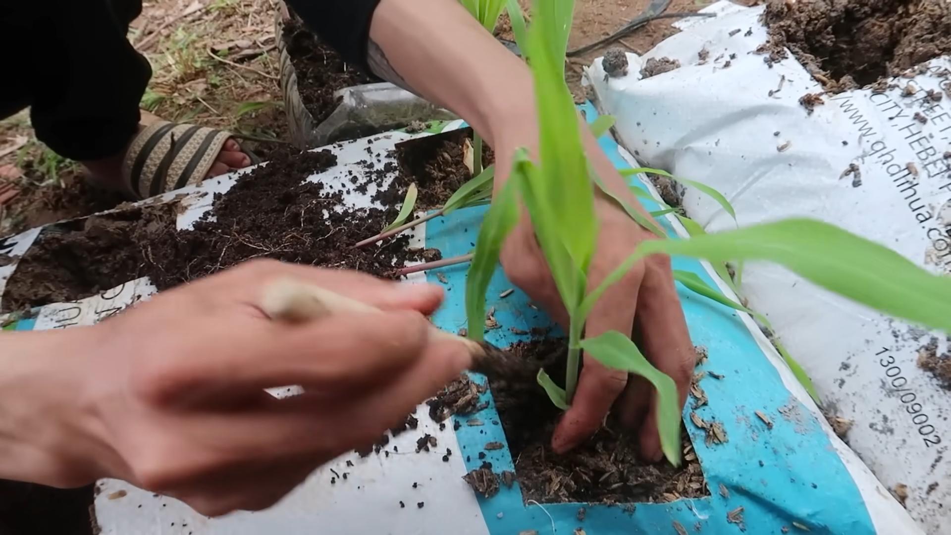 Grow Corn in Bags