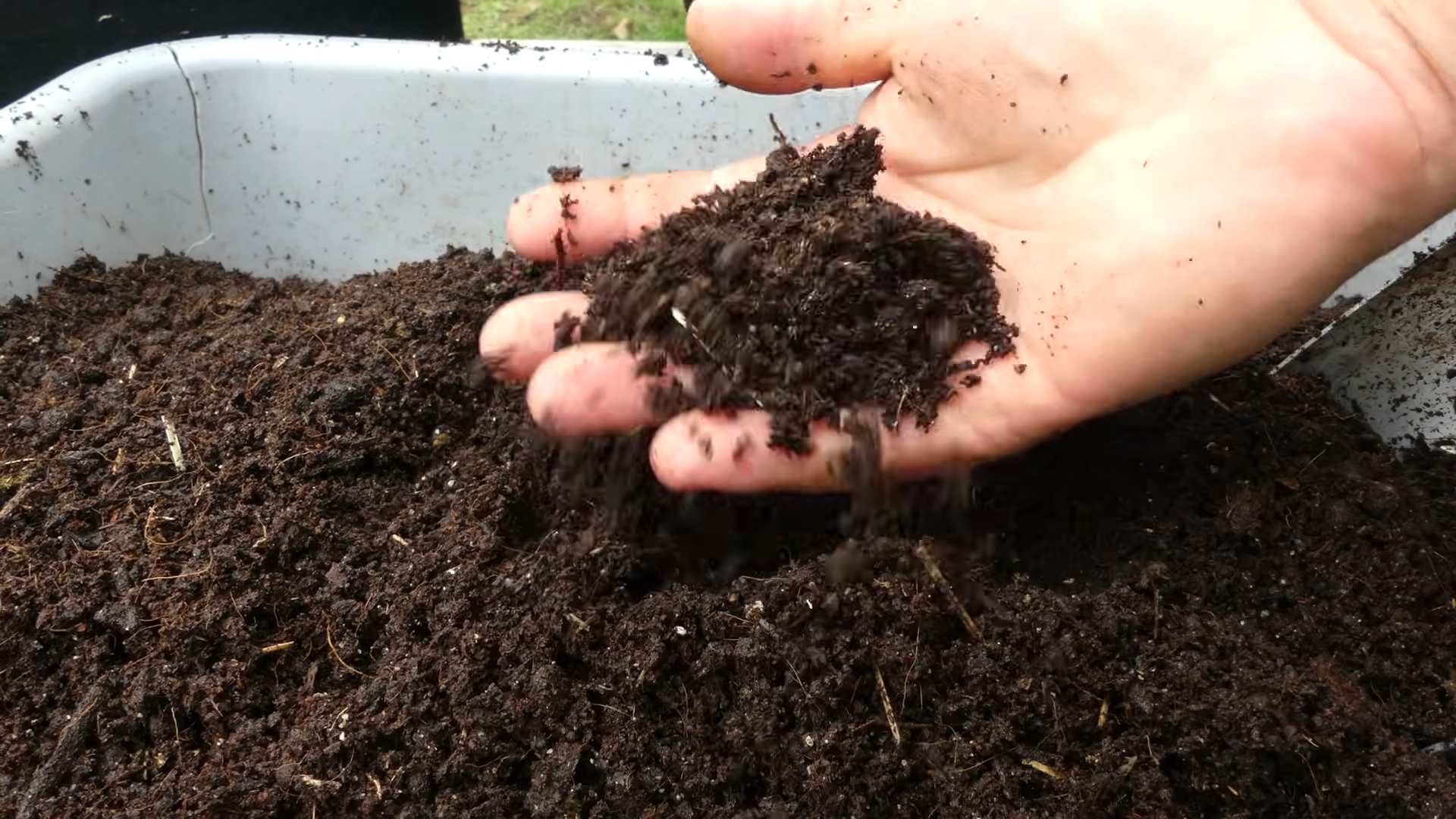 Container Carrots Growing Guide