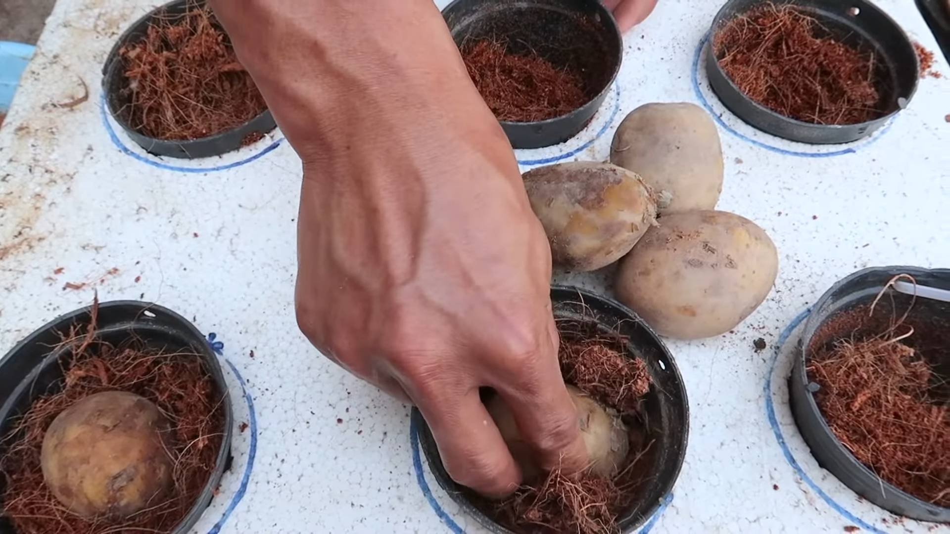 Growing Potatoes in Styrofoam