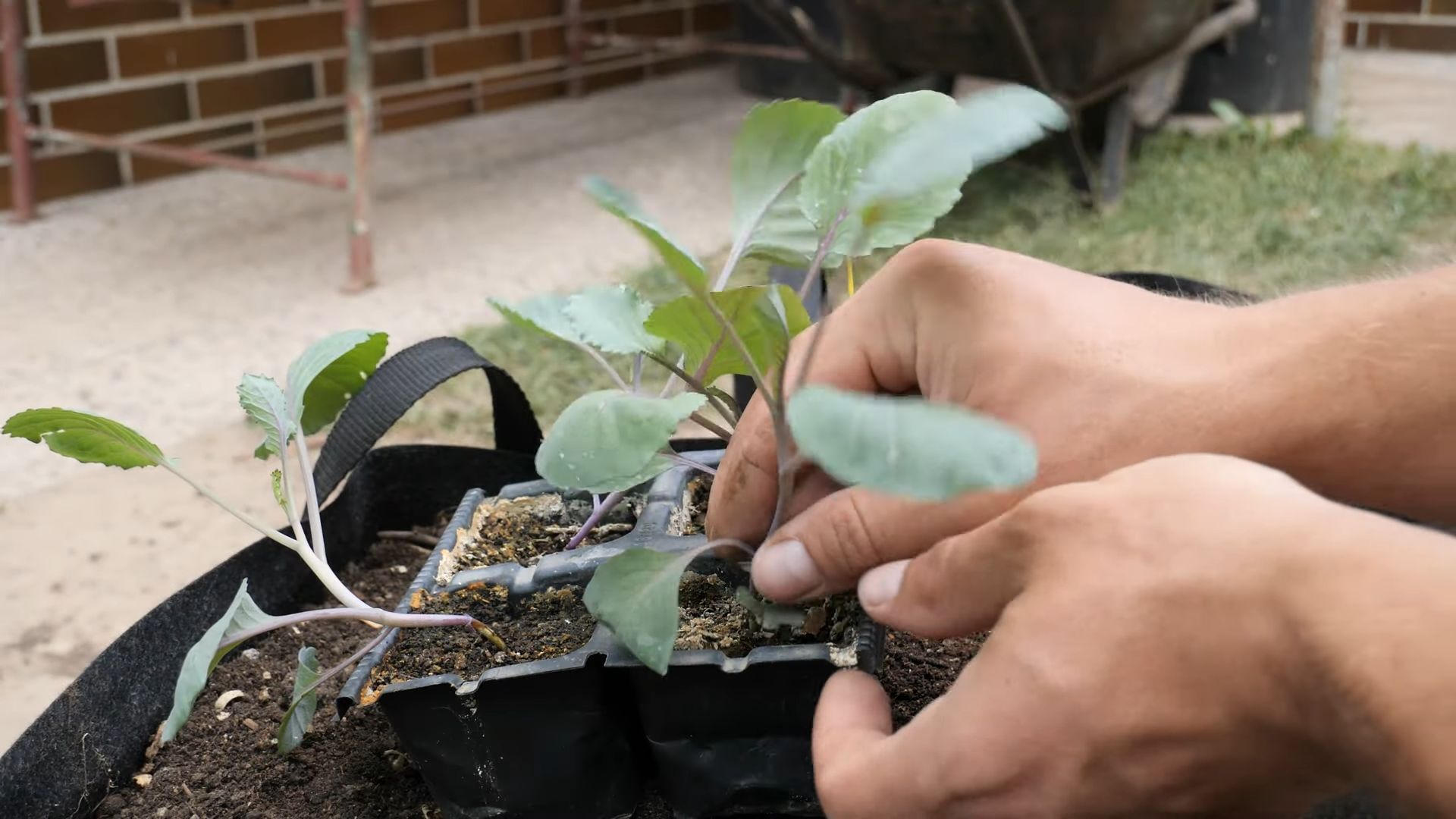 Growing Red Cabbage at Home