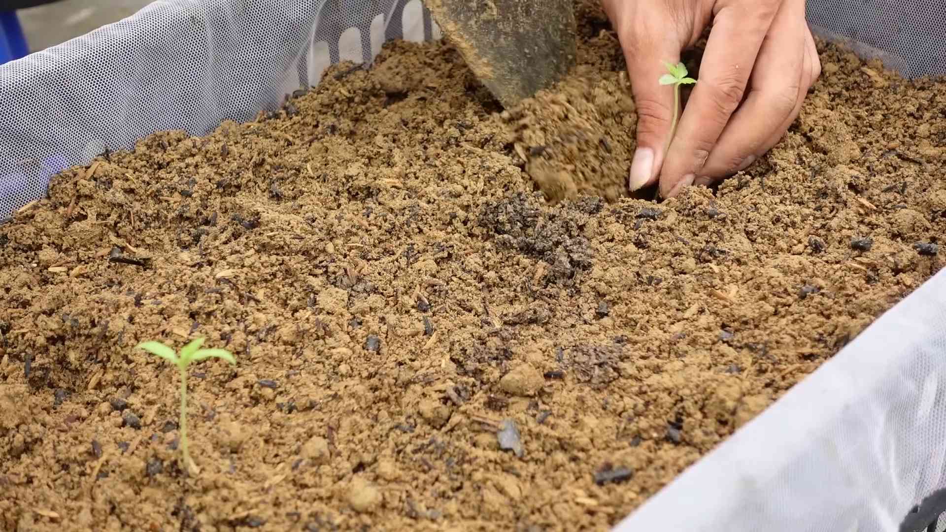 Container tomatoes producing trick