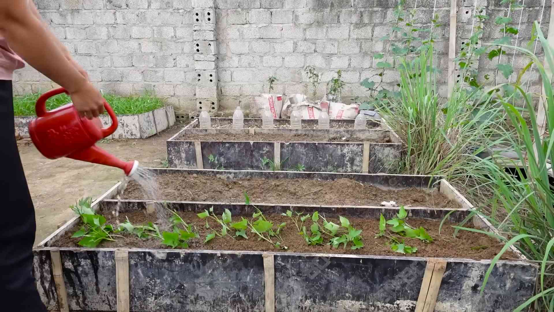 Growing Sweet Potatoes Apartment