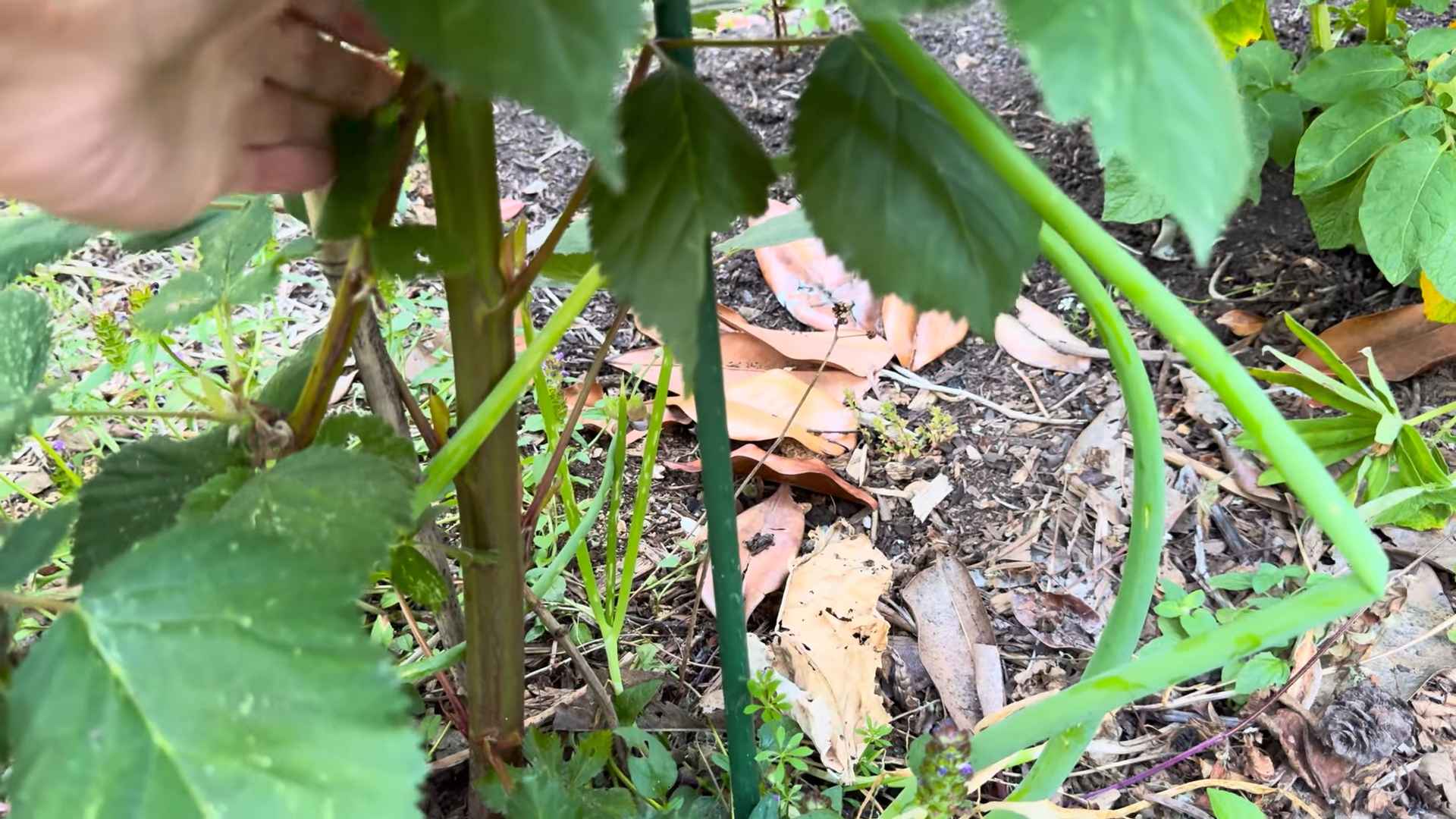 Growing Honeyberries at Home