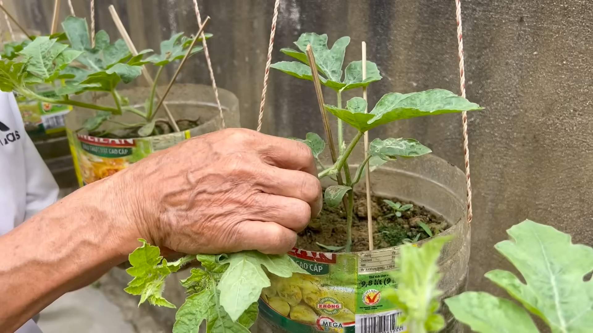 Grow Juicy Watermelons