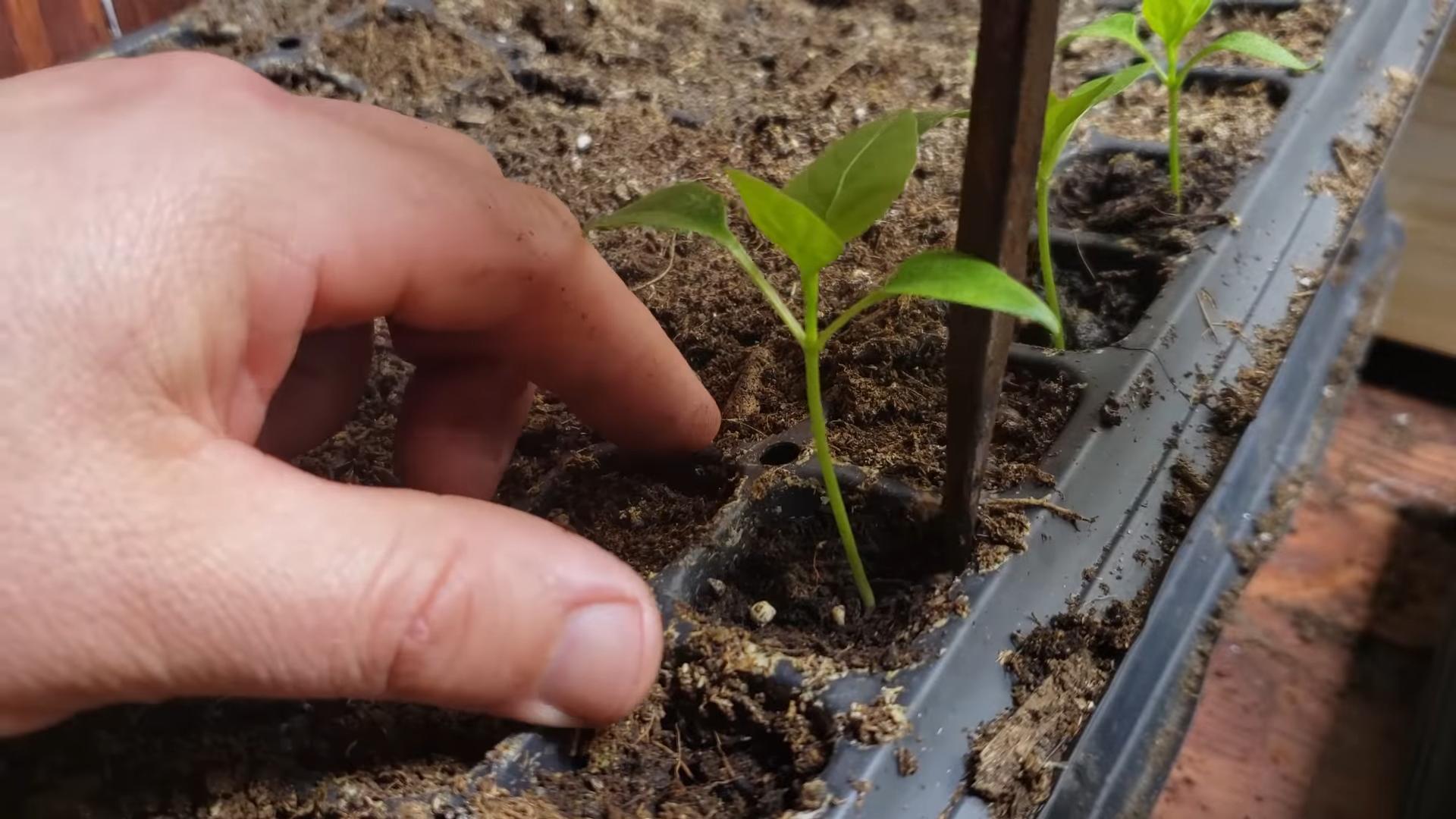 Grow Peppers in Small Spaces