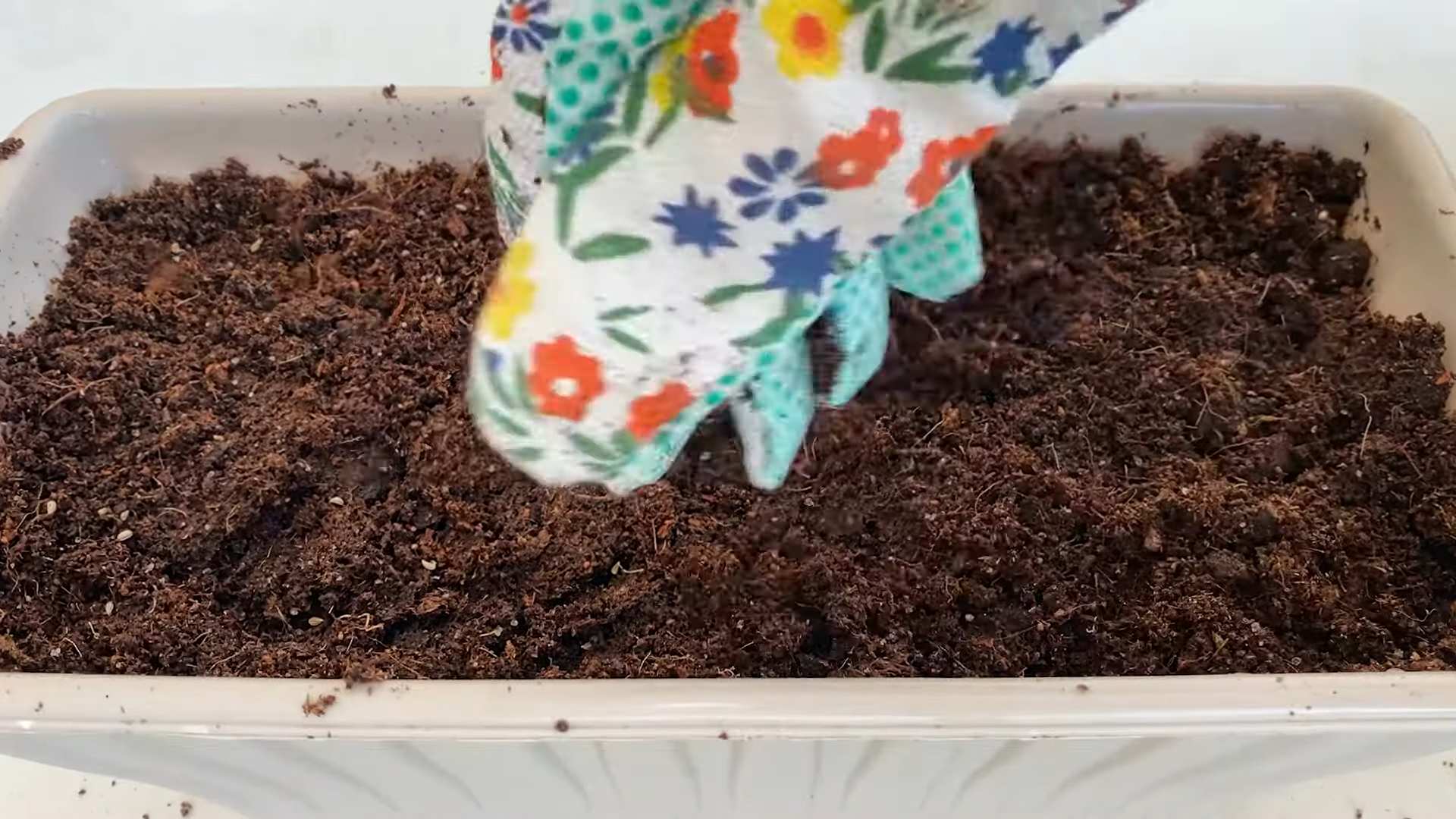 Growing Parsley Indoors