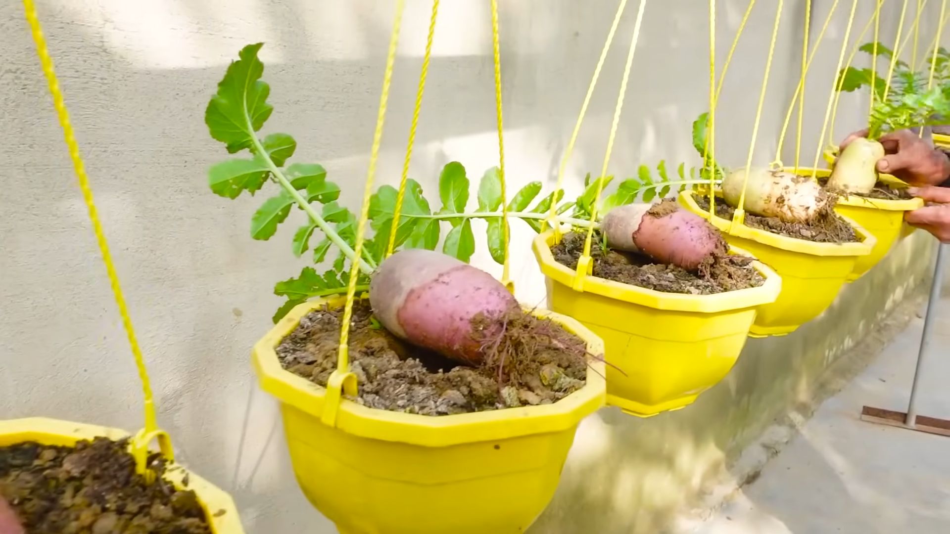 Growing Radishes Beginners Guide
