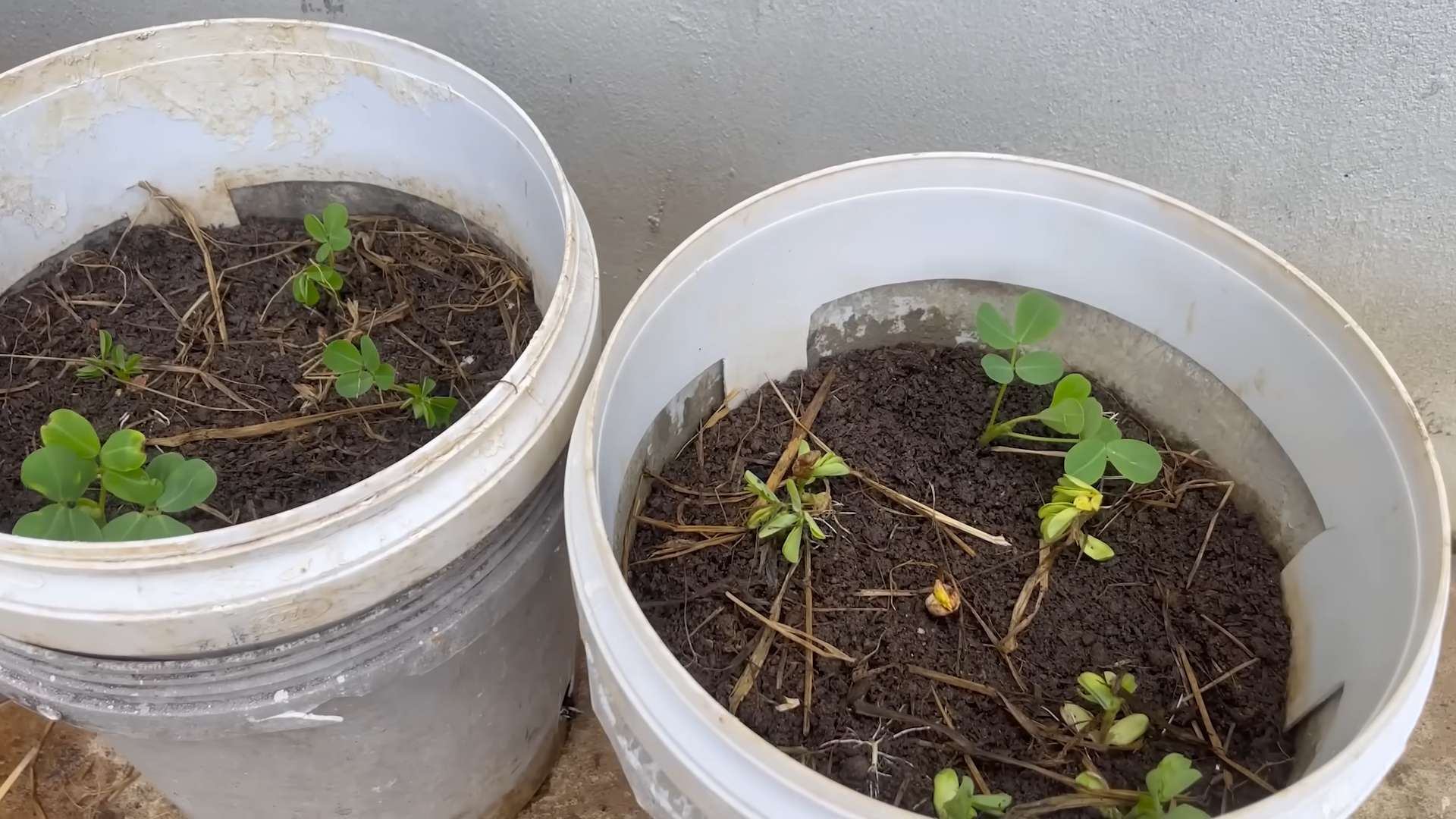 Peanut Bucket Growing Guide