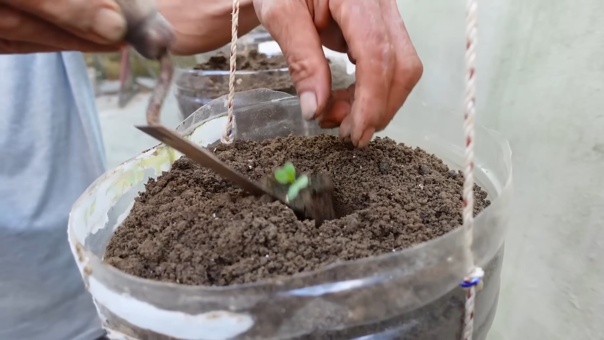 Bottle Cabbage Planting