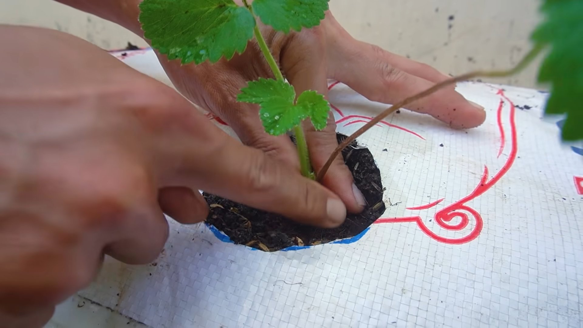 Grow Strawberries Fast
