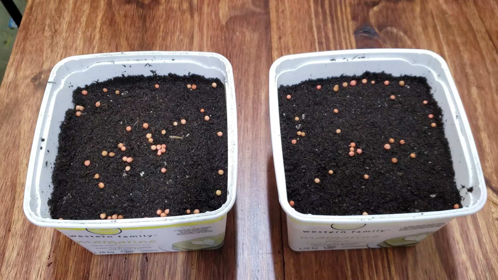 Window Ledge Cilantro Growing