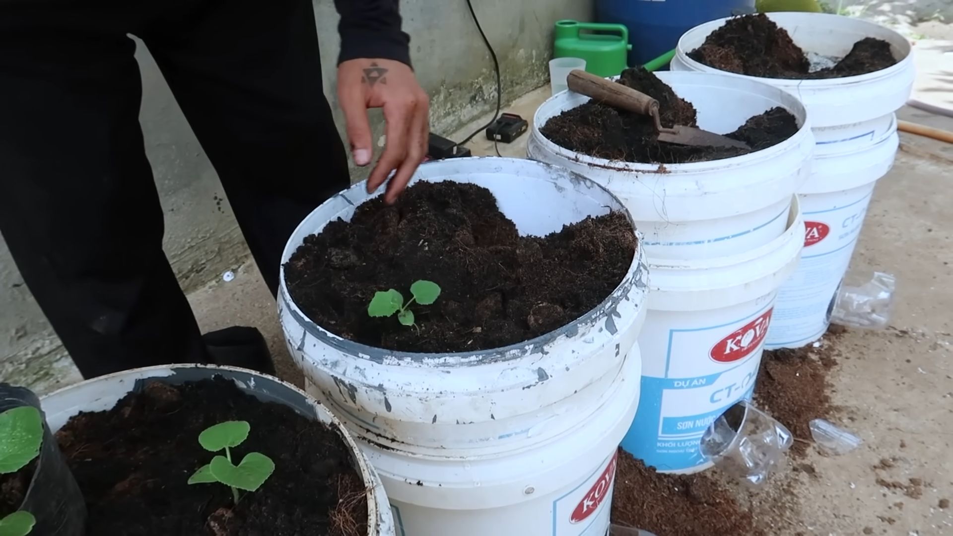 Growing Cantaloupes in Barrels