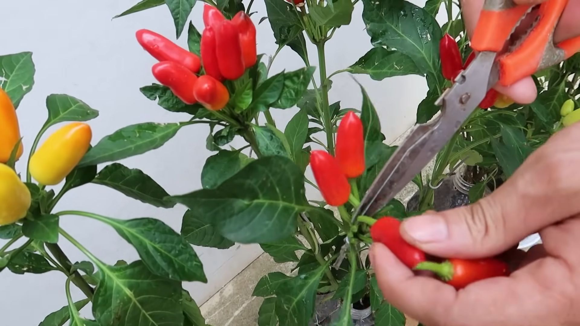 Bottle Grown Peppers