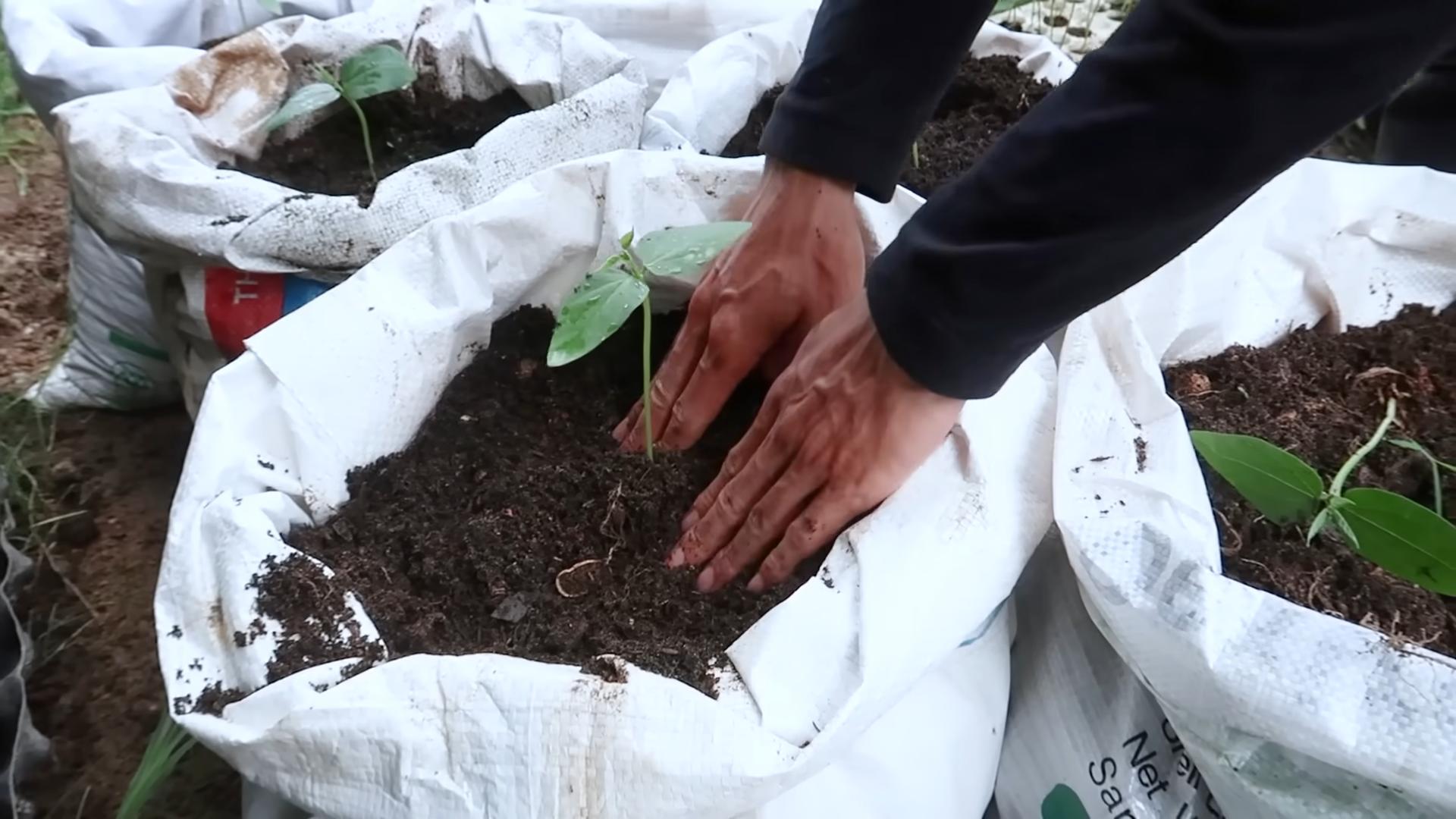 Grow Long Beans
