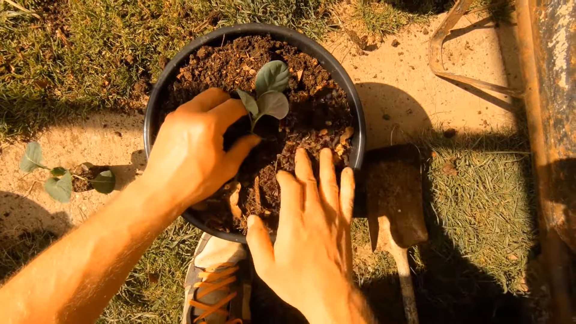Grow Brussel Sprouts Pots