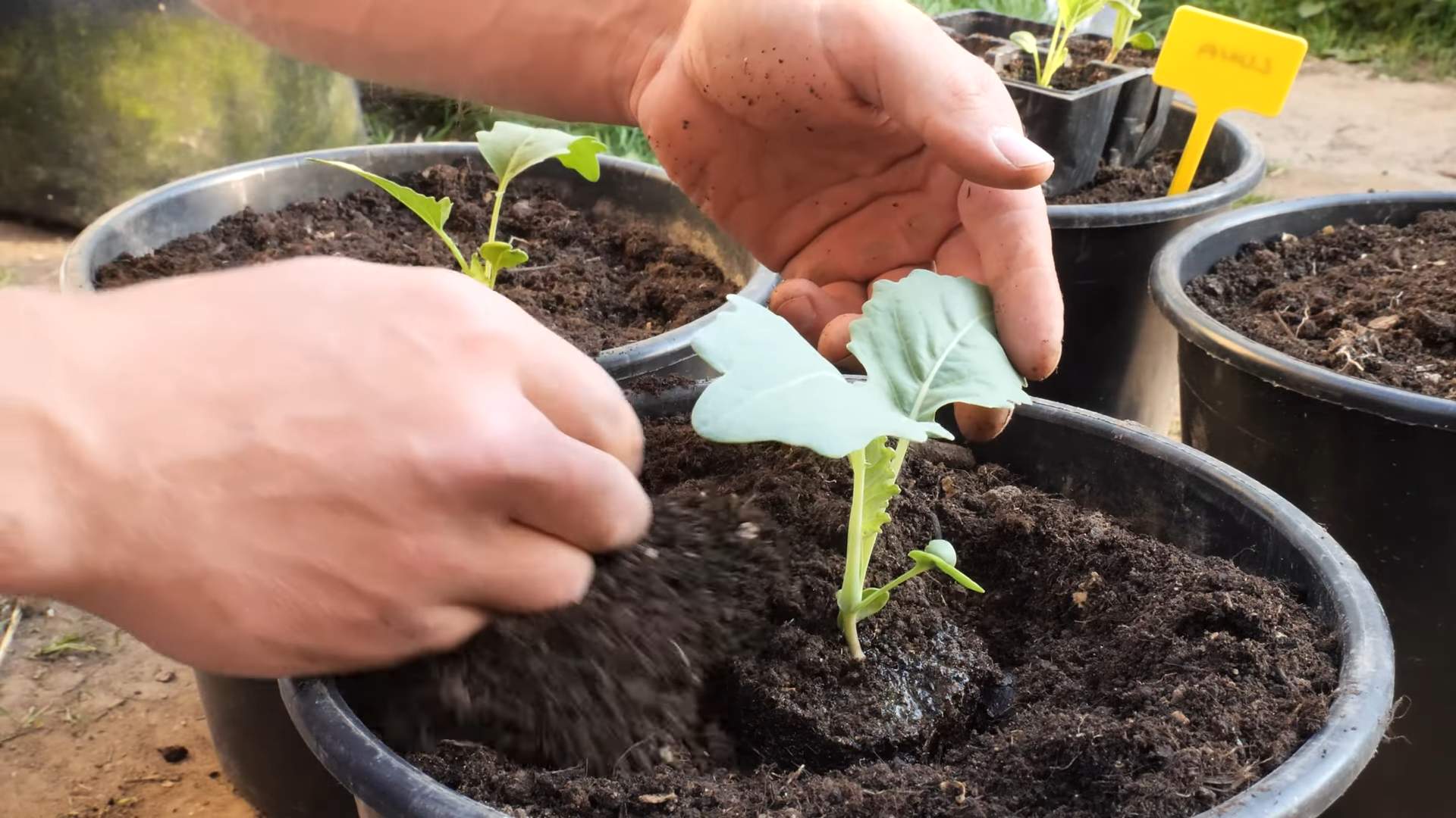 Grow Kohlrabi Fast