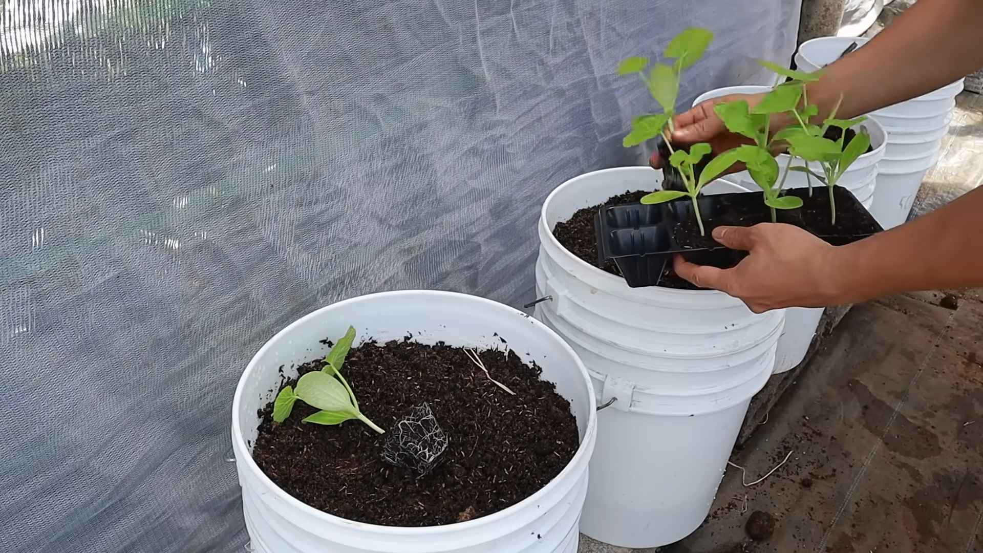 Growing zucchini in containers