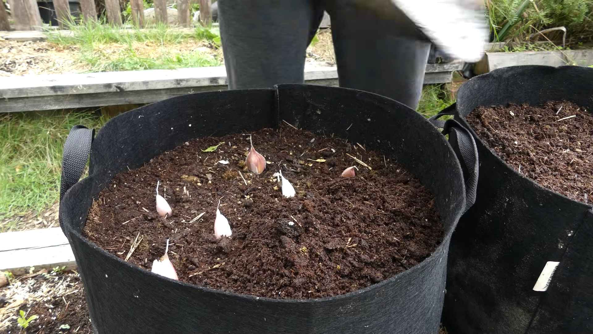 Grow Garlic Indoors From Cloves